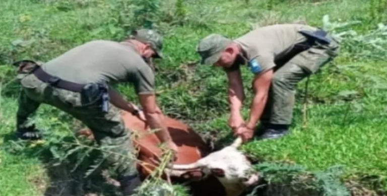 Corrientes: rescataron una vaca que quedó atascada en una zanja