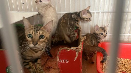 La policía porteña rescató 18 gatos y 15 perros en dos allanamientos