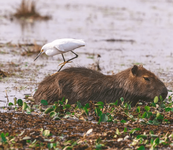 Semana Santa en Corrientes:fe, naturaleza, pesca y turismo de estancias, algunas de las opciones