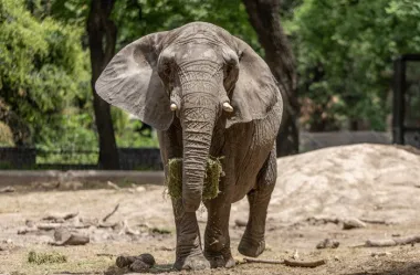 La elefanta Pupy deja atrás el cautiverio para estar en un santuario en Brasil