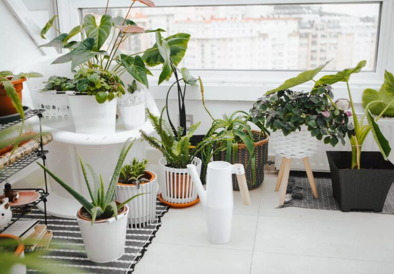 Cuáles son las cinco plantas perfectas para decorar tu casa