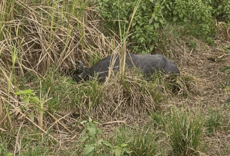 Tres búfalos y un caballo aparecieron muertos a la vera de una ruta de manera misteriosa