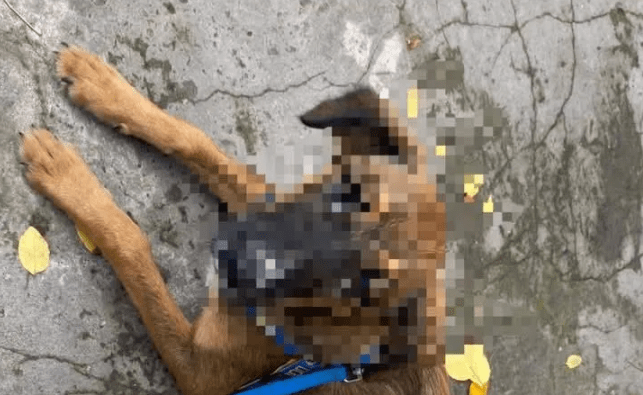 Goya: Una ONG denunció caso de zoofilia