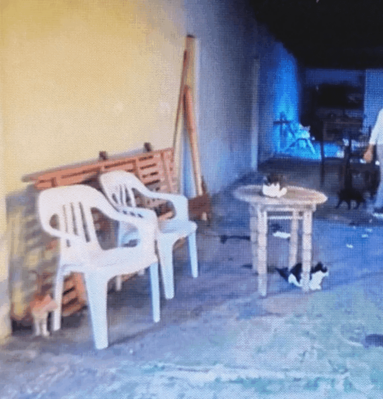 Rescataron perros y gatos que estaban en estado deplorable