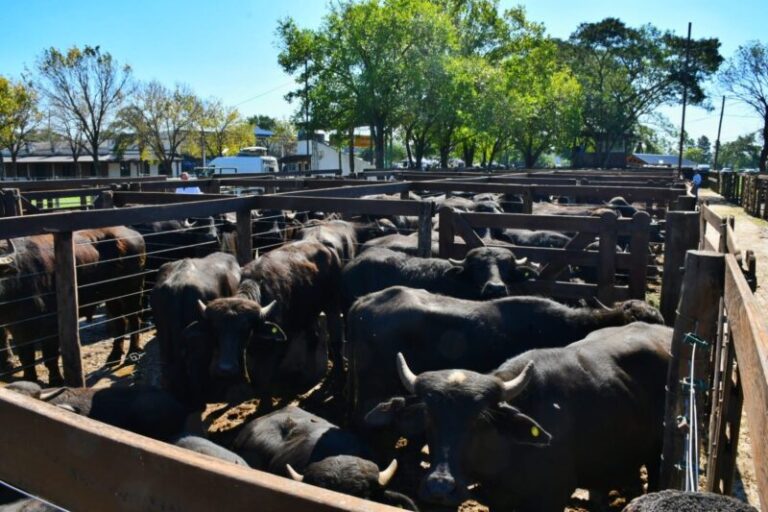 Expo Búfalos: Corrientes lidera la producción en la Argentina