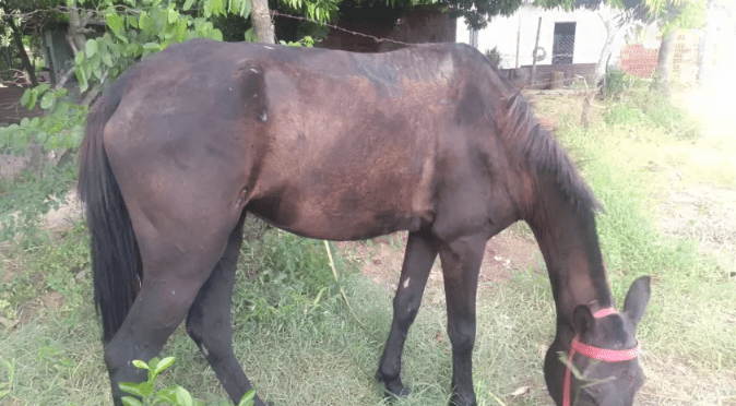Fallo ejemplar: multa de $480 mil por un caso de maltrato a un caballo en Corrientes