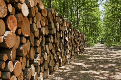 La expo foresto industrial es una proyección internacional