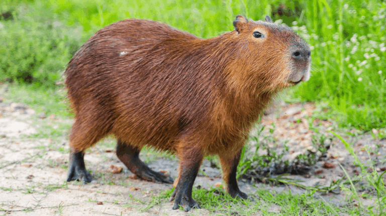 El Gobierno quiere trasladar a los carpinchos de Nordelta a un santuario en el Delta.