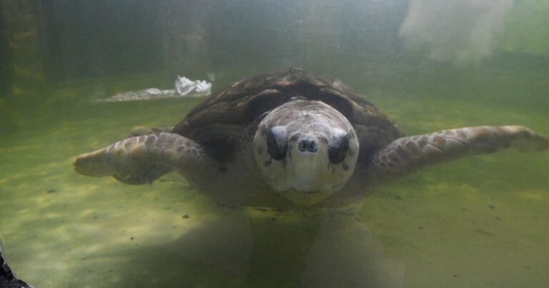 «Chau Jorge»: el tortugo se quedó sin señal y ya no se va a poder seguir su viaje