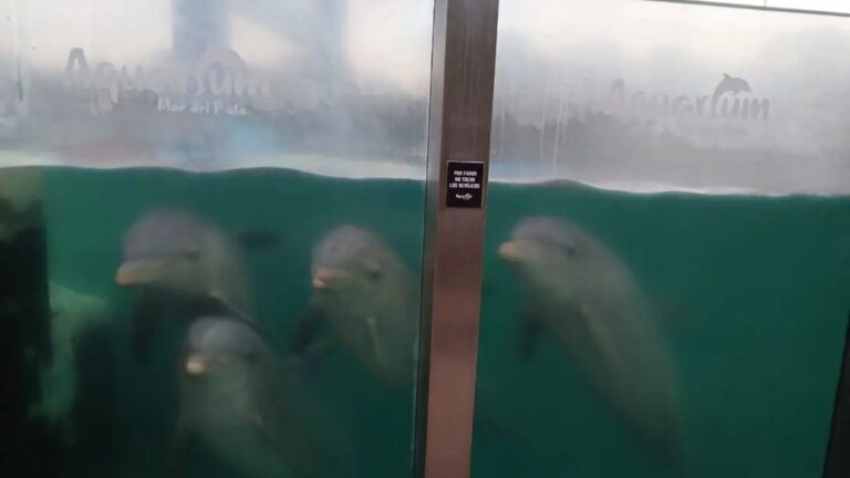 Informes revelan cómo están los delfines del Aquarium de Mar del Plata, tras denuncias de maltrato animal