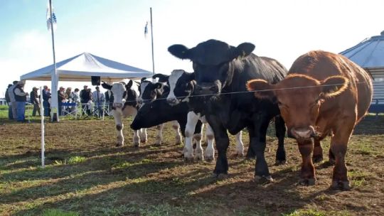 Los motivos detrás del gran momento de rentabilidad que atraviesa el negocio ganadero