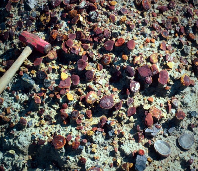 Buenas noticias para Illinois: hallan un antiguo mundo tropical sumergido perfectamente conservado