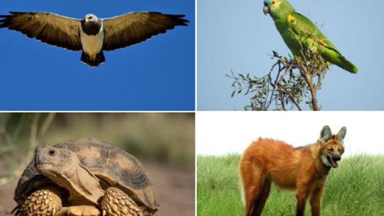8 especies de animales fueron declaradas Monumentos Naturales en Córdoba