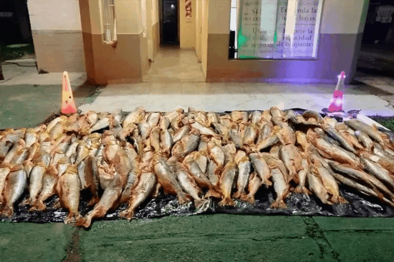 Decomisaron un cargamento de casi una tonelada de dorados con destino a Corrientes