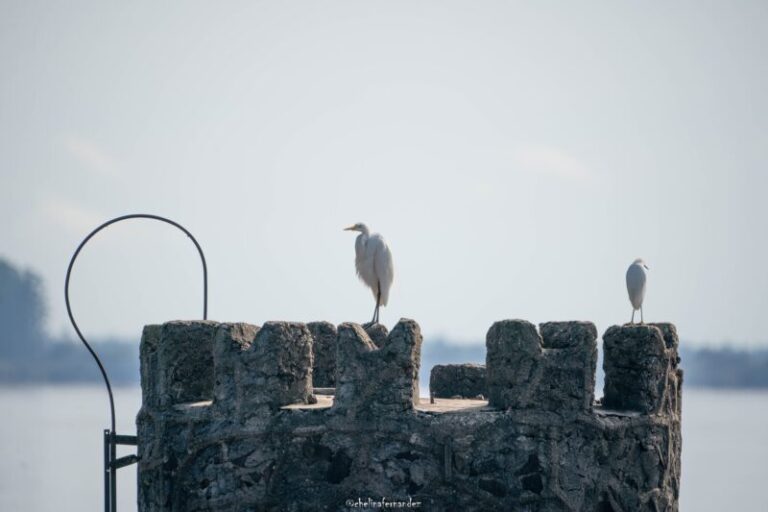 Monte Caseros recibe a observadores de aves este fin de semana