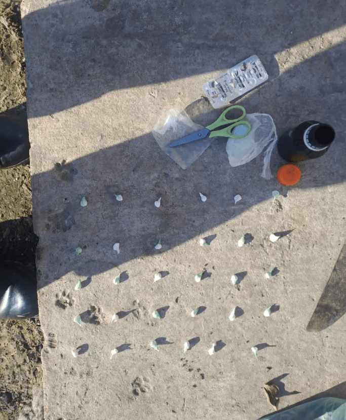 Desbarataron un narco kiosco y secuestraron 30 bochitas de cocaína en Corrientes