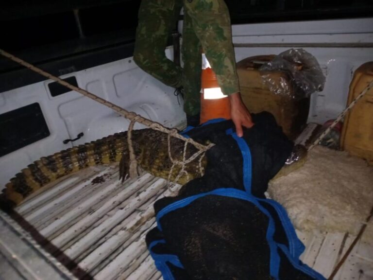 Sorpresa en Caá Catí: apareció un yacaré en plena fiesta patronal
