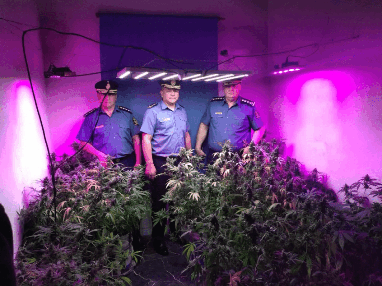 Detuvieron a un joven que tenía un invernadero de marihuana.