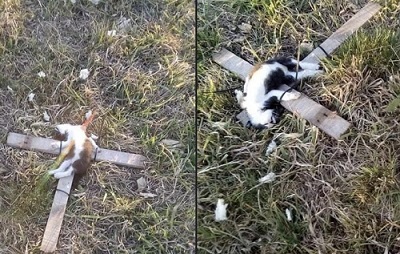 DE TERROR: Celebrar el sufrimiento de secuestrados en la noche de Halloween