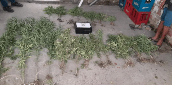 Descubrieron plantación de marihuana en pleno asentamiento Alberdi