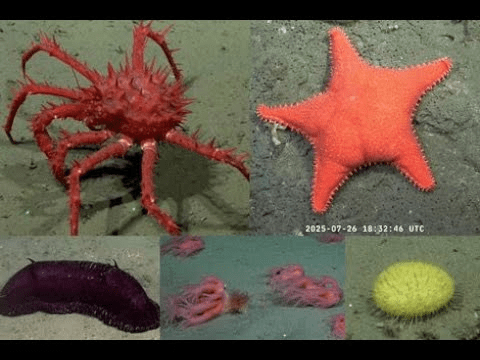 El CONICET retoma sus exploraciones en el mar Argentino.