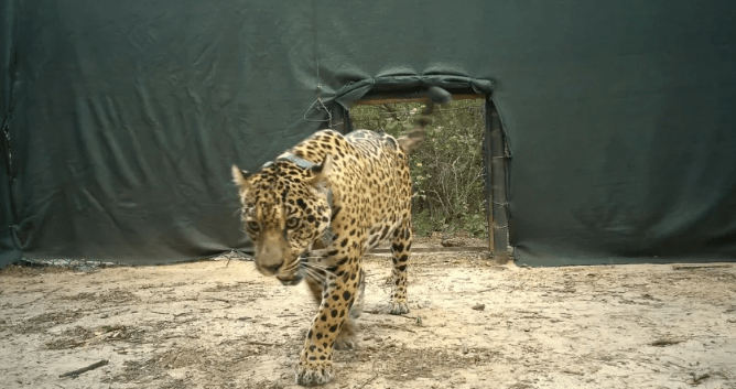 Recompensa récord por Acaí: el collar quedó enterrado bajo sedimentos y buscan reconstruir su ruta final