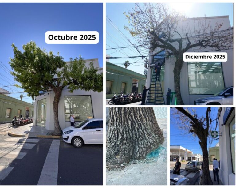 Los árboles resisten de pie, aunque el daño ya está hecho