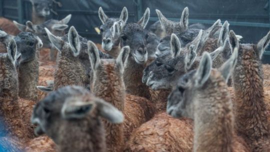 Después de más de un siglo, el guanaco vuelve a correr libre en El Impenetrable