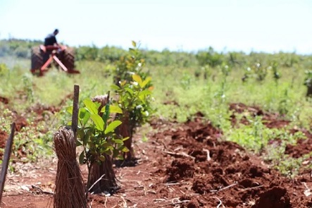 Corrientes en contra de la suba de un impuesto al sector yerbatero