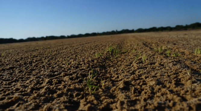 Cada vez más cerca del sueño: Mandiyú comenzó con el sembrado de su cancha