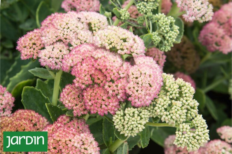 Plantas de otoño: una guía con las especies clave para esta estación