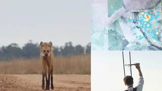 Investigador observando a un aguará guazú con collar de monitoreo en los Esteros del Iberá, Corrientes.