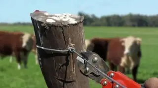 Productor ganadero en un campo de la zona de Gobernador Virasoro, Corrientes