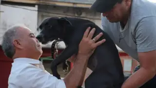 Ilustración representativa de justicia y protección animal en la ciudad de Corrientes.