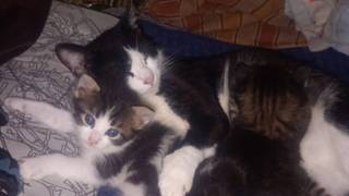 Nina, una artesana, acaricia a uno de los gatos que rescató durante su estadía en Punta Taitalo, Corrientes.