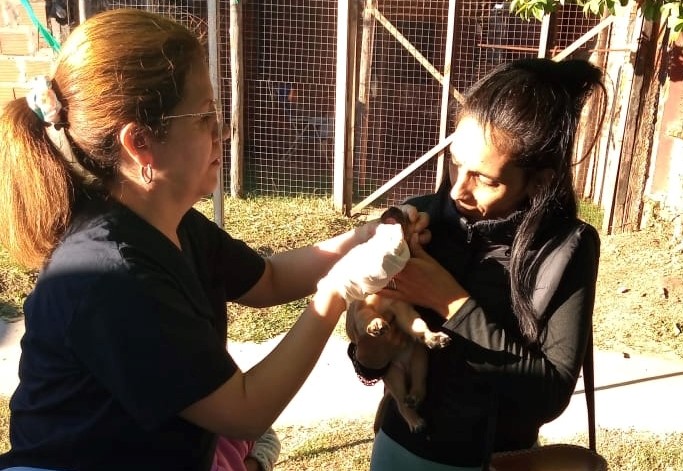 Vacunación antirrábica gratuita para mascotas en Corrientes