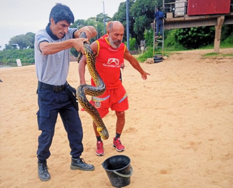 Operativo de rescate de una boa curiyú en la playa Islas Malvinas, Corrientes