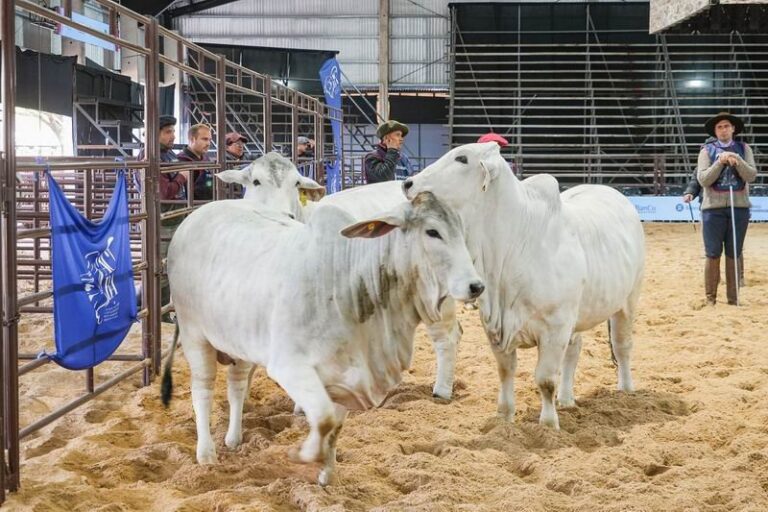 Vista del predio ferial de la Sociedad Rural de Corrientes en Riachuelo durante la exposición Las Nacionales