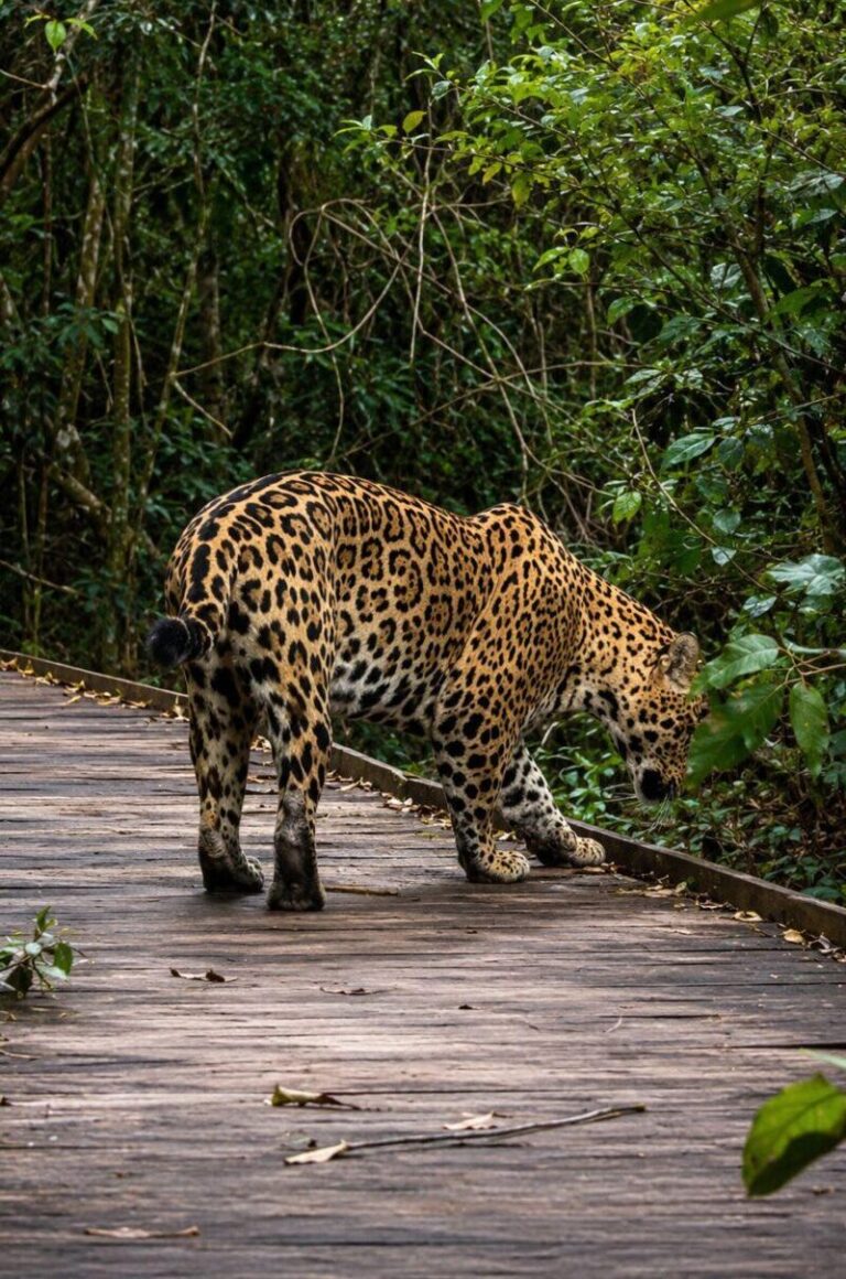 Yaguareté Ombú caminando entre la vegetación de los esteros del Iberá, en Corrientes