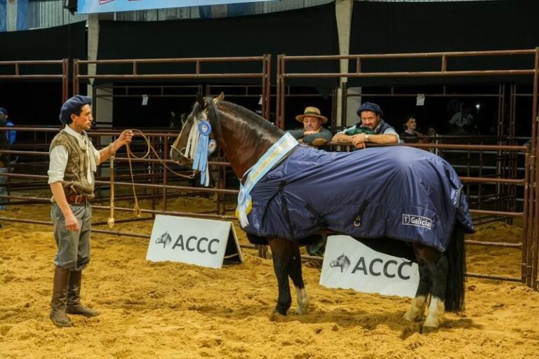 Exposición de caballos criollos y bovinos Brangus en Las Nacionales 2026 en la Sociedad Rural de Corrientes, Riachuelo