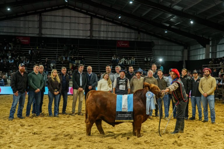 Terneros campeones en la Pista de Juras Biogénesis Bagó durante Expoagro