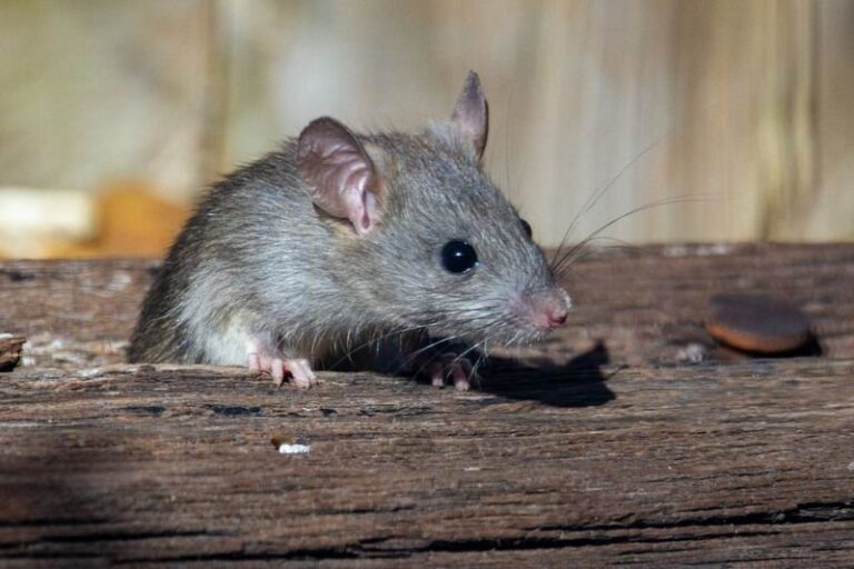 Recomendaciones para prevenir el hantavirus en Corrientes