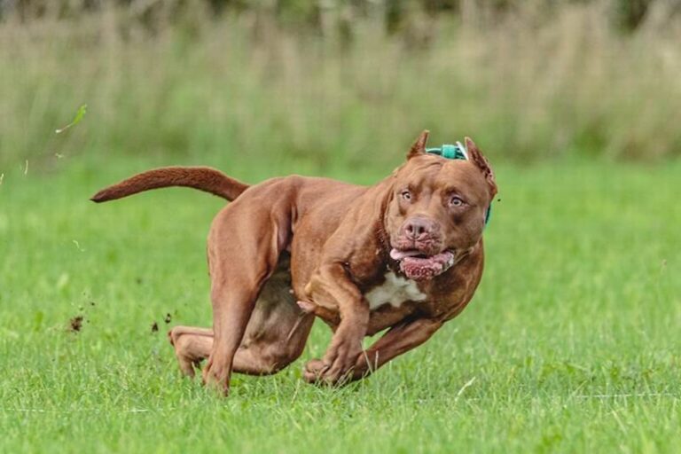 Perro pitbull en una vereda