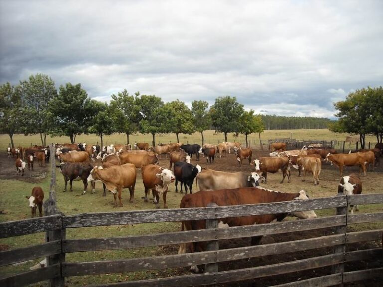 Patrullaje rural del Priar en campos de Corrientes