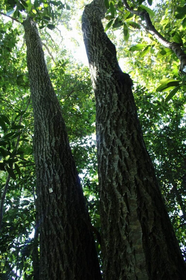 Técnico forestal revisando una trampa de monitoreo en una plantación de pinos en Corrientes