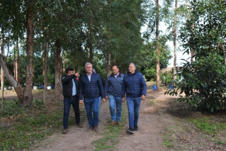 Plantaciones de palta y mamón en el establecimiento Corpag SRL en Empedrado, Corrientes