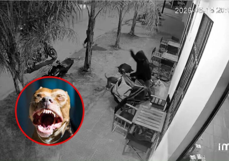 Perro en la vía pública en Esquina