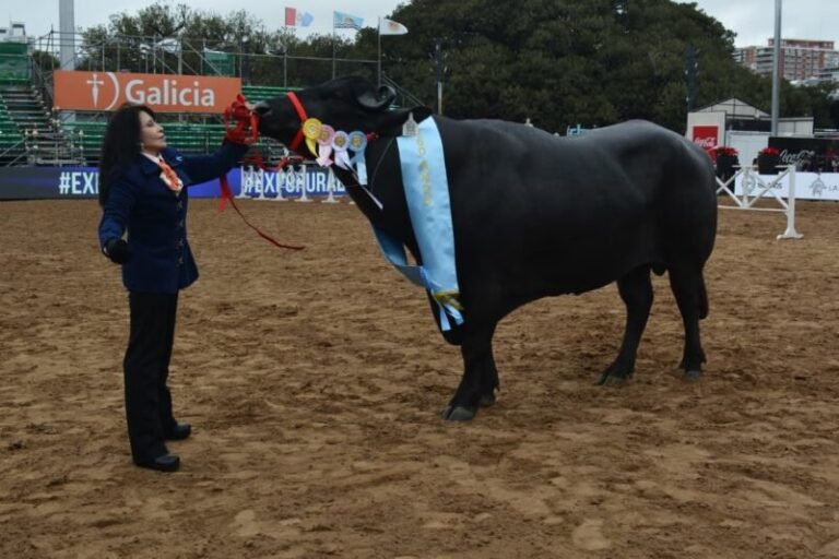 Búfalos de la cabaña CIIAB en la Exposición de Palermo