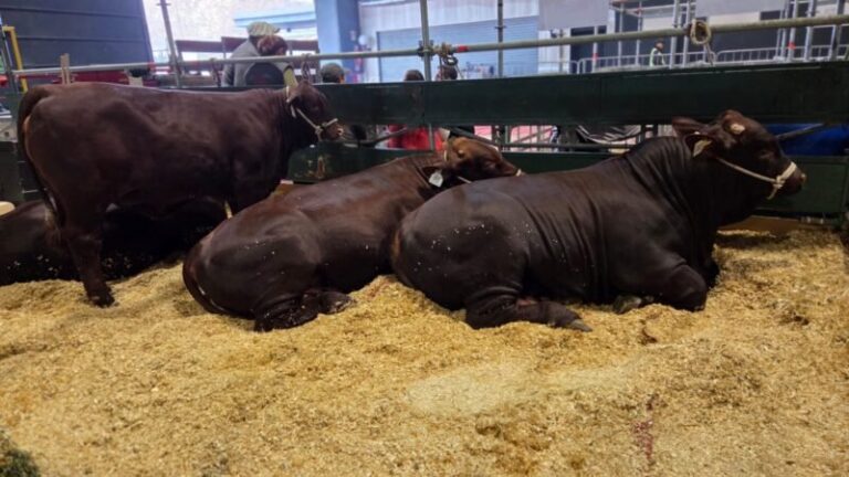 Ejemplares bovinos de Corrientes en la pista de la Exposición Rural de Palermo