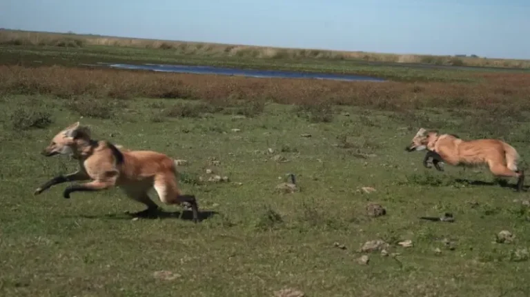 Aguará guazú en los Esteros del Iberá, Corrientes